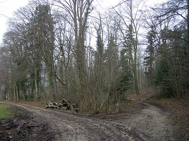 le  Specie  invernali  del  Leimental